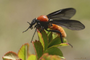 Insekti s krivnjom. Koji sretno grizu? Insekti s krivnjom. Koji sretno grizu?
